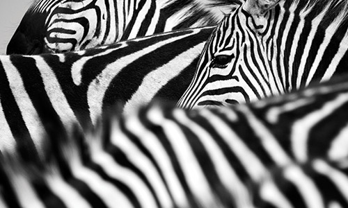 Image of zeal of zebras